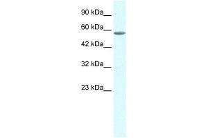 WB Suggested Anti-GTF2E1 Antibody Titration:  0. (GTF2E1 抗体  (C-Term))