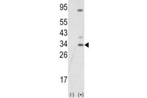 Western Blotting (WB) image for anti-SNAIL (SNAI1) (AA 1-30) antibody (ABIN3029018)