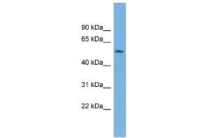 WB Suggested Anti-GAS8 Antibody Titration:  0. (GAS8 抗体  (Middle Region))