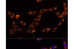 Immunofluorescence (IF) image for anti-TNF Receptor-Associated Protein 1 (TRAP1) antibody (ABIN7260637)