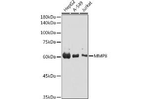 Western blot analysis of extracts of various cell lines, using MMP8 antibody (ABIN3015770, ABIN3015771, ABIN3015772 and ABIN6219115) at 1:1000 dilution. (MMP8 抗体  (AA 101-467))