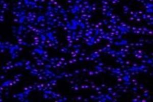 Immunofluorescent analysis of paraformaldehyde-fixed rat kidney using,UCKL1 (ABIN7076157) at dilution of 1: 4000 (UCKL1 抗体)