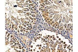 ABIN7094978 and ABIN7099034 at 1/100 staining rat testis tissue by IHC-P. (POU1F1 抗体)