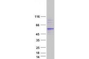 Western Blotting (WB) image for Karyopherin alpha 7 (Importin alpha 8) (KPNA7) protein (Myc-DYKDDDDK Tag) (ABIN2724409)