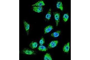 Immunofluorescence (IF) image for anti-Chromosome 18 Open Reading Frame 8 (C18orf8) (AA 40-74), (N-Term) antibody (ABIN950803)