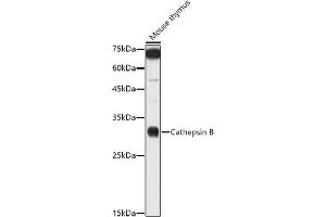 Western blot analysis of extracts of Mouse thymus, using Cathepsin B antibody (ABIN3021175, ABIN3021176, ABIN3021177 and ABIN6214050) at 1:1000 dilution. (Cathepsin B 抗体  (AA 1-339))