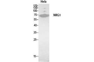 Western Blot (WB) analysis of HeLa, HBE cells using Neuregulin-1 Polyclonal Antibody. (Neuregulin 1 抗体  (Internal Region))