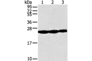 Western blot analysis of Human fetal muscle tissue Raji and Jurkat cell using NDUFB10 Polyclonal Antibody at dilution of 1:300 (NDUFB10 抗体)