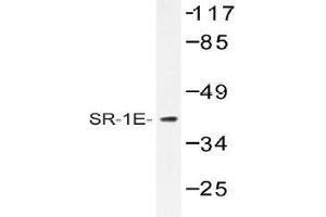 Western blot (WB) analysis of SR-1E antibody in extracts from HeLa cells. (Serotonin Receptor 1E 抗体)