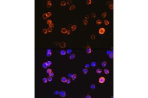 Immunofluorescence analysis of Jurkat cells using CD3E Antigen antibody (ABIN6134272, ABIN6138181, ABIN6138184 and ABIN6216032) at dilution of 1:100. (CD3 epsilon 抗体  (C-Term))