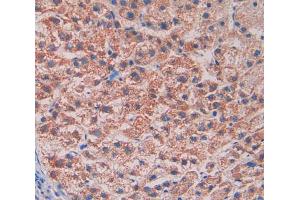 IHC-P analysis of liver tissue, with DAB staining. (Reelin 抗体  (AA 3142-3460))