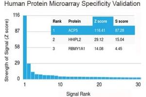 Analysis of HuProt(TM) microarray containing more than 19,000 full-length human proteins using recombinant TRAcP antibody (clone rACP5/1070). (ACP5 抗体)