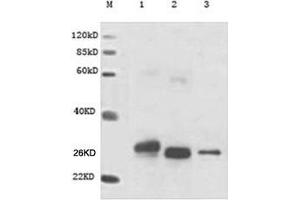 Lane M: MarkerLane 1: GST-Cart (N-terminal) Lane 2: His-GST-His (internal) Lane 3: cMyc-GST (C-terminal) Primary antibody: 1 µg/mL Anti-GST Monoclonal Antibody (Mouse) (ABIN396865) Secondary antibody: Goat Anti-Mouse IgG (H&L) [HRP] Polyclonal Antibody (ABIN398387, 1: 20,000) (GST 抗体)