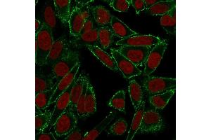 Confocal immunofluorescence image of HeLa cells using CD44 Mouse Monoclonal Antibody (HCAM/918) in Green (CF488) and Reddot is used to label the nuclei Red. (CD44 抗体)