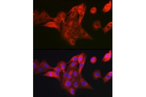 Immunofluorescence (IF) image for anti-NADH Dehydrogenase (Ubiquinone) 1 beta Subcomplex, 8, 19kDa (NDUFB8) antibody (ABIN7268814)