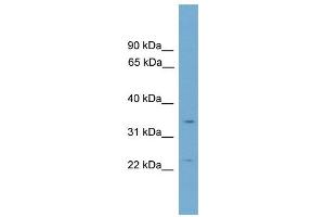 WB Suggested Anti-Vgll2 Antibody Titration: 0. (VGLL2 抗体  (C-Term))