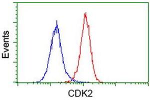 Image no. 2 for anti-Cyclin-Dependent Kinase 2 (CDK2) antibody (ABIN1497396) (CDK2 抗体)