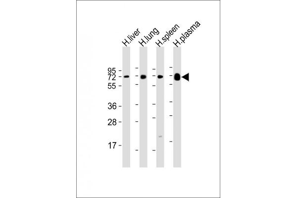 PLA2G7 抗体  (AA 200-228)