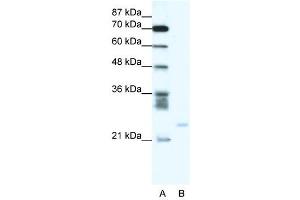 BCL2A1 antibody (70R-10524) used at 0. (BCL2A1 抗体  (C-Term))