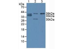 Figure. (CDX2 抗体  (AA 1-313))