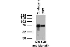 Immunoblot against crude C.