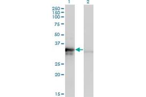 Western Blotting (WB) image for anti-Mitochondrial Ribosomal Protein L1 (MRPL1) (AA 1-303) antibody (ABIN528766)