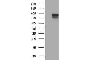 Image no. 1 for anti-Spastic Paraplegia 7 (SPG7) (AA 300-573) antibody (ABIN1491369) (SPG7 抗体  (AA 300-573))
