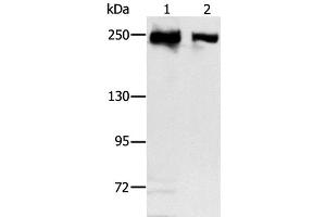 Western Blot analysis of Hela and 293T cell using MCM3AP Polyclonal Antibody at dilution of 1:350 (GANP 抗体)