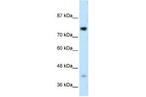 WB Suggested Anti-DCST1 Antibody Titration:  0. (DCST1 抗体  (C-Term))