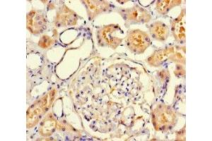 Immunohistochemistry of paraffin-embedded human kidney tissue using ABIN7175549 at dilution of 1:100 (VMO1 抗体  (AA 25-202))