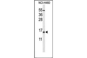 Western blot analysis of KCE1L Antibody (Center) in NCI-H460 cell line lysates (35ug/lane). (KCNE1-Like 抗体  (Middle Region))