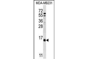 Western blot analysis in MDA-MB231 cell line lysates (35ug/lane). (HINT3 抗体  (N-Term))