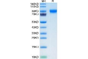 MAG Protein (AA 20-516) (His-Avi Tag,Biotin)
