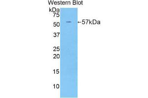 Western Blotting (WB) image for anti-CUB and Zona Pellucida-Like Domains 1 (CUZD1) (AA 291-545) antibody (ABIN1858567) (CUZD1 抗体  (AA 291-545))