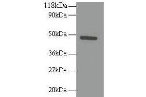 Western blot All lanes: RELT antibody at 2 μg/mL + 293T whole cell lysate Secondary Goat polyclonal to rabbit IgG at 1/10000 dilution Predicted band size: 47 kDa Observed band size: 47 kDa (RELT 抗体  (AA 26-153))