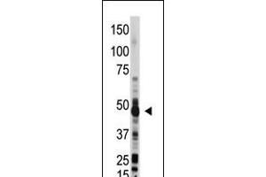 Antibody is used in Western blot to detect OAS1 in mouse liver lysate. (OAS1 抗体  (C-Term))