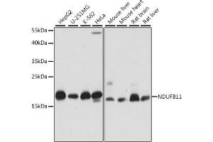 Western blot analysis of extracts of various cell lines, using NDUFB11 antibody (ABIN7268809) at 1:1000 dilution. (NDUFB11 抗体  (AA 1-163))