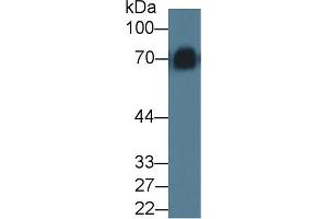Western Blotting (WB) image for anti-Kininogen 1 (KNG1) (AA 19-380) antibody (ABIN1862824)