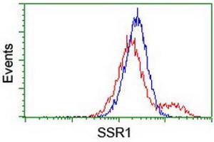 Image no. 4 for anti-Signal Sequence Receptor, alpha (SSR1) antibody (ABIN1501152) (SSR1 抗体)