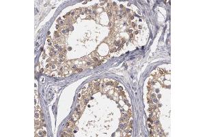 Immunohistochemical staining of human testis with NEK9 polyclonal antibody  shows cytoplasmic positivity in cells of seminiferus ducts at 1:50-1:200 dilution.