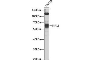 Western blot analysis of extracts of SW620 cells, using NFIL3 antibody (ABIN6128337, ABIN6144565, ABIN6144567 and ABIN6223126) at 1:1000 dilution. (NFIL3 抗体  (AA 133-462))