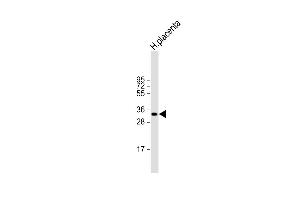 Anti-HPGD Antibody (C-term) at 1:2000 dilution + human placenta lysate Lysates/proteins at 20 μg per lane. (HPGD 抗体  (C-Term))