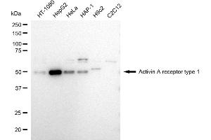 Western blotting analysis using Activin A receptor type 1 antibody (ABIN7797492).