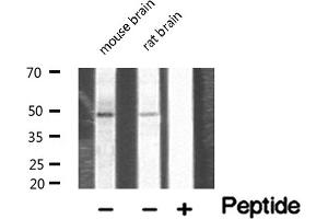 Western blot analysis of extracts of various tissue sample,using NDF2 Antibody . (NEUROD2 抗体  (Internal Region))