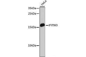 Western blot analysis of extracts of HeLa cells using IFITM3 Polyclonal Antibody at dilution of 1:3000. (IFITM3 抗体)