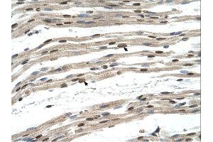 SIL1 antibody was used for immunohistochemistry at a concentration of 4-8 ug/ml. (SIL1 抗体)