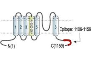 Representative domain view of the target of ABIN7885312.