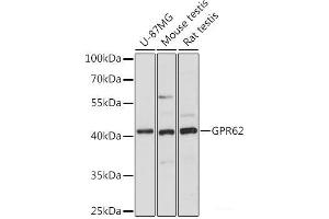 Western blot analysis of extracts of various cell lines using GPR62 Polyclonal Antibody at dilution of 1:1000. (GPR62 抗体)