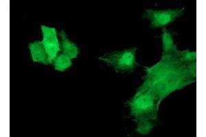 Anti-HSPB7 mouse monoclonal antibody (ABIN2453834) immunofluorescent staining of COS7 cells transiently transfected by pCMV6-ENTRY HSPB7 (RC202861). (HSPB7 抗体)