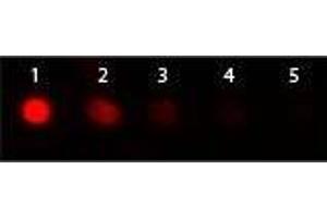 Dot Blot of Donkey anti-Goat IgG Antibody Phycoerythrin Conjugated. (驴 anti-山羊 IgG Antibody (PE) - Preadsorbed)